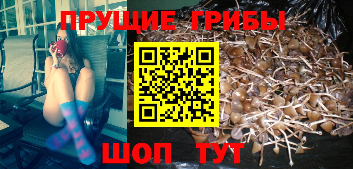 Галлюциногенные грибы Cubensis Волжский